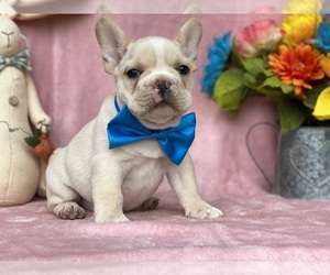 French Bulldog Puppy for sale in LANCASTER, PA, USA