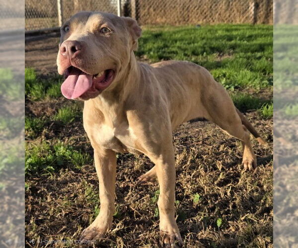 Medium Photo #1 Mutt Puppy For Sale in Modesto, CA, USA