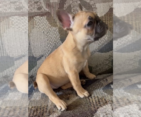 Medium Photo #5 French Bulldog Puppy For Sale in CINCINNATI, OH, USA