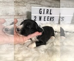Small Photo #8 Sheepadoodle Puppy For Sale in NIXA, MO, USA