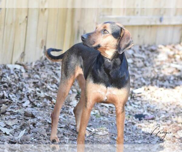 Medium Photo #3 Black and Tan Coonhound-Labrador Retriever Mix Puppy For Sale in Brewster, NY, USA
