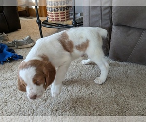 Medium Brittany