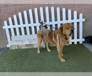 Golden Retriever-Unknown Mix Dogs for adoption in Modesto, CA, USA