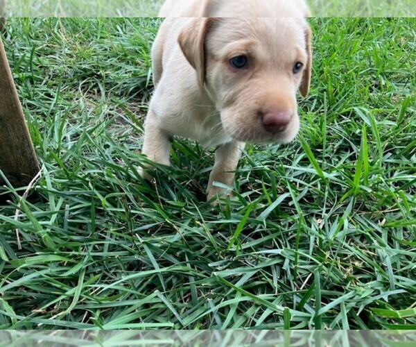 Medium Photo #6 Labrador Retriever Puppy For Sale in SENECA, KS, USA