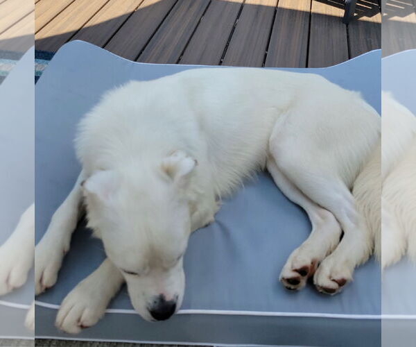 Medium Photo #8 Great Pyrenees-Unknown Mix Puppy For Sale in Fargo, ND, USA