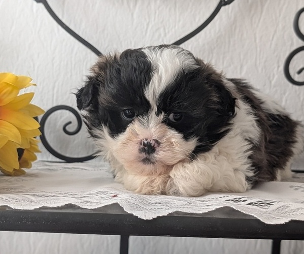 Medium Photo #9 Zuchon Puppy For Sale in GOSHEN, IN, USA