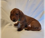 Puppy Puppy 1 Dachshund