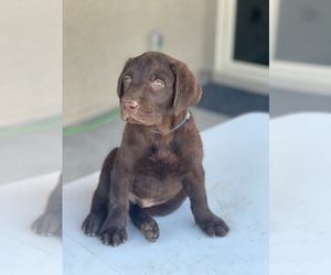 Labrador Retriever Puppy for sale in BUCKEYE, AZ, USA