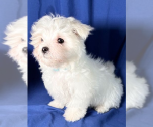 Maltese Puppy for Sale in OKLAHOMA CITY, Oklahoma USA