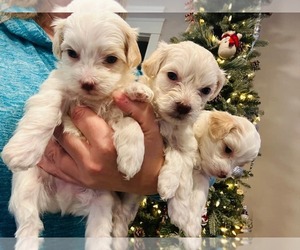 Poovanese Puppy for sale in WINDSOR, NY, USA