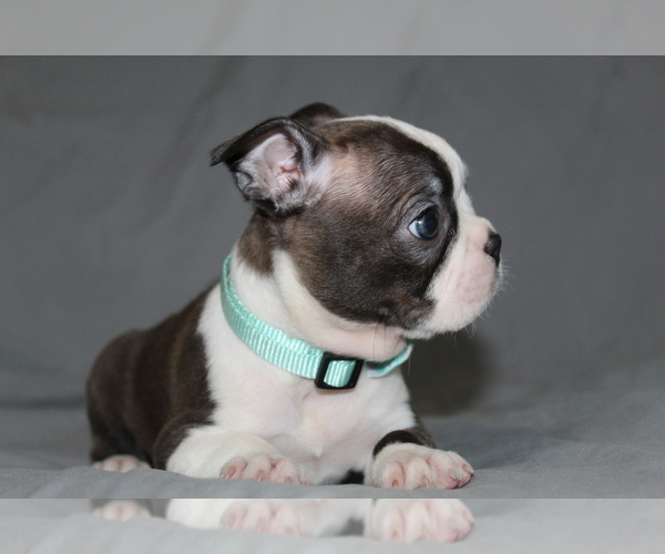 Medium Photo #3 Boston Terrier Puppy For Sale in BROOKSVILLE, FL, USA