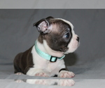 Small #2 Boston Terrier