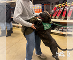 Small Photo #4 Labrador Retriever-Unknown Mix Puppy For Sale in Washington, DC, USA