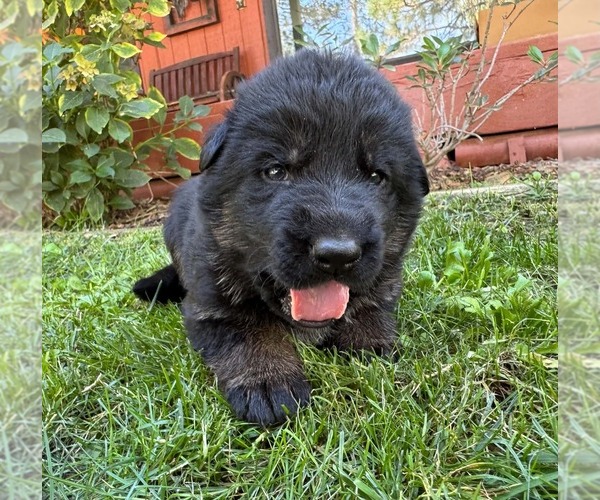 Medium Photo #7 German Shepherd Dog Puppy For Sale in MARIPOSA, CA, USA