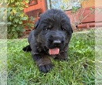 Small Photo #7 German Shepherd Dog Puppy For Sale in MARIPOSA, CA, USA
