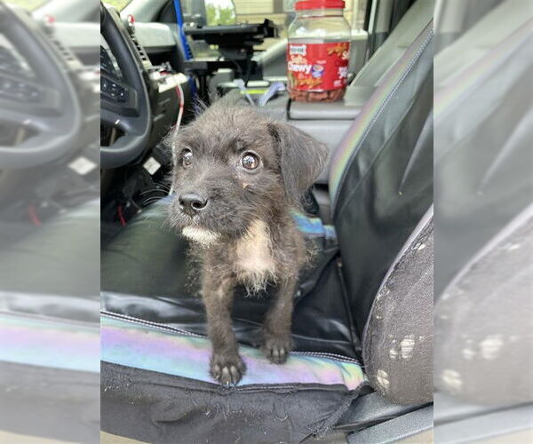 Medium Photo #1 Miniature Schnauzer-Unknown Mix Puppy For Sale in Waco, TX, USA