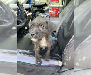 Miniature Schnauzer-Unknown Mix Dogs for adoption in Waco, TX, USA