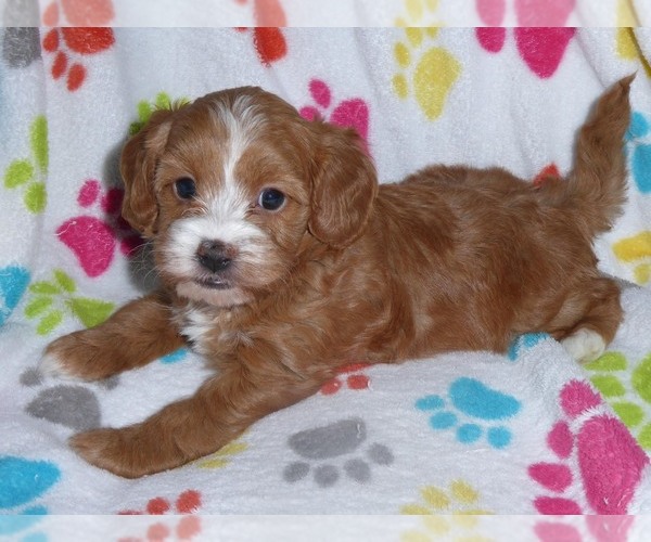 Medium Photo #1 Cavapoo-Poodle (Miniature) Mix Puppy For Sale in ORO VALLEY, AZ, USA
