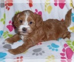 Small Photo #1 Cavapoo-Poodle (Miniature) Mix Puppy For Sale in ORO VALLEY, AZ, USA