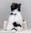 Small Photo #3 Biewer Terrier Puppy For Sale in CULLOWHEE, NC, USA
