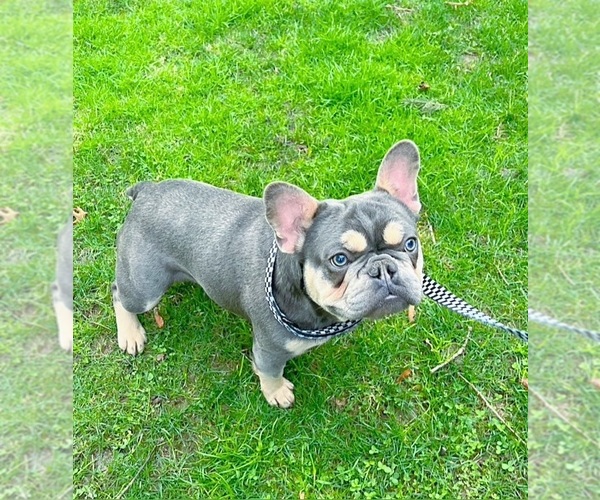Medium Photo #1 French Bulldog Puppy For Sale in CLACKAMAS, OR, USA