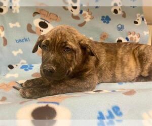 German Shepherd Dog Dogs for adoption in HESPERIA, CA, USA