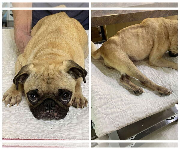 Medium Photo #1 Pug Puppy For Sale in Benton, LA, USA