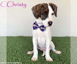 Boxer-Plott Hound Mix Dogs for adoption in San Diego, CA, USA