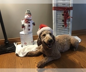 Mother of the Goldendoodle puppies born on 12/28/2020