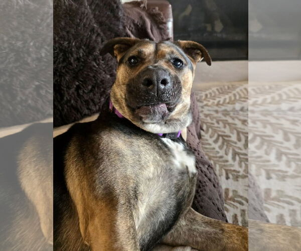 Medium Photo #18 Mutt Puppy For Sale in Mount Laurel, NJ, USA