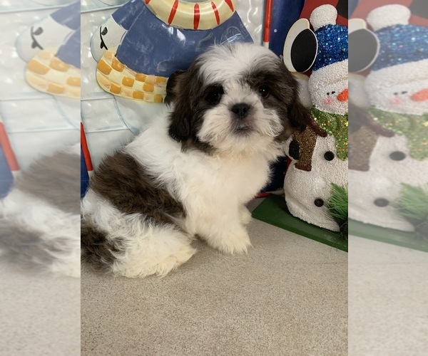 Medium Photo #1 Shih Tzu Puppy For Sale in RICHMOND, IL, USA
