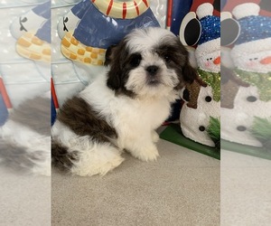 Shih Tzu Puppy for sale in RICHMOND, IL, USA