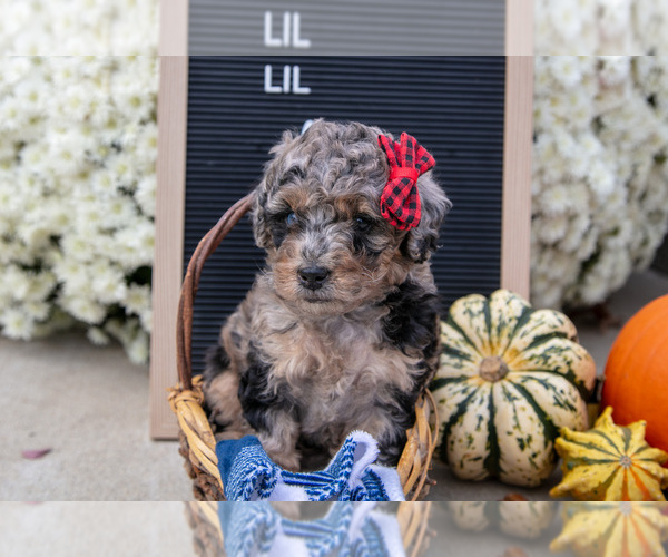 Medium Photo #3 Miniature Labradoodle Puppy For Sale in SHIPSHEWANA, IN, USA