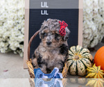 Small #2 Miniature Labradoodle