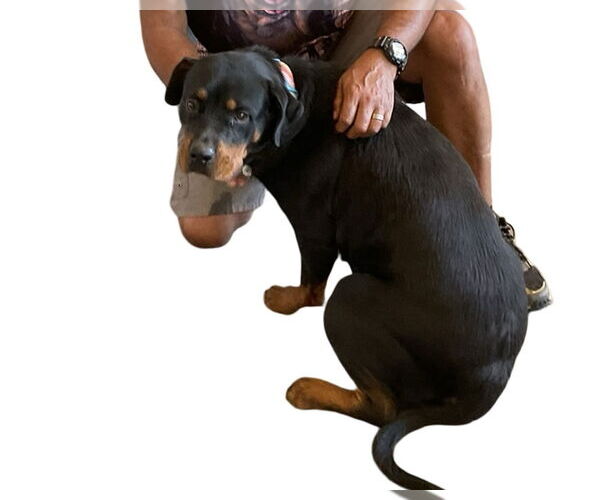 Medium Photo #3 Rottweiler Puppy For Sale in Gilbert, AZ, USA