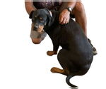 Small #2 Rottweiler