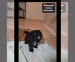 Small #1 Havanese-Morkie Mix