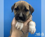Small #2 Mutt