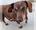 Small #4 Dachshund