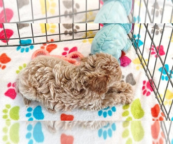 Medium Photo #12 Cavapoo (Miniature)-Poodle (Toy) Mix Puppy For Sale in ORO VALLEY, AZ, USA