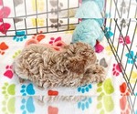 Small #11 Cavapoo (Miniature)-Poodle (Toy) Mix
