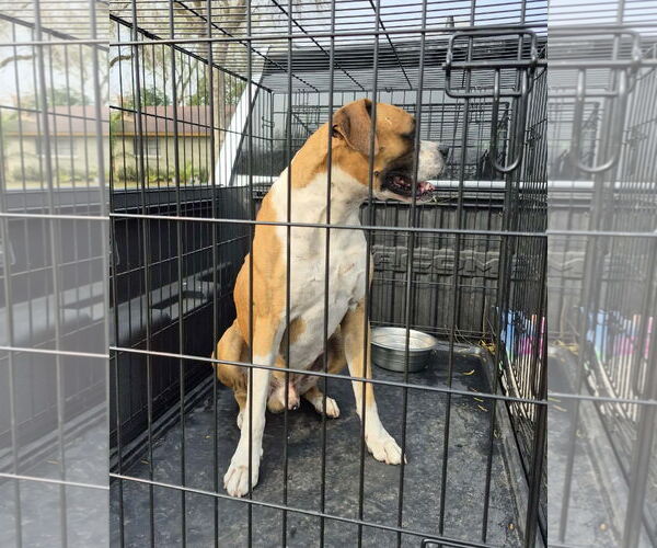 Medium Photo #4 Boxer Puppy For Sale in Dumont, NJ, USA