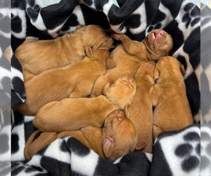 Vizsla Puppy for sale in ROYSTON, GA, USA