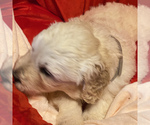 Small Photo #10 Pyredoodle Puppy For Sale in MOORESVILLE, NC, USA