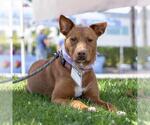 Small #23 Labrador Retriever Mix