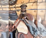 Puppy Annie Oakley Australian Kelpie