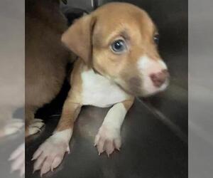 American Pit Bull Terrier-Unknown Mix Dogs for adoption in Oklahoma City, OK, USA