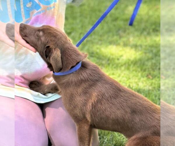 Medium Photo #3 Labrador Retriever-Unknown Mix Puppy For Sale in Yardley, PA, USA