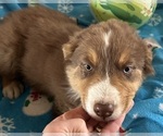 Puppy Charlie Australian Shepherd