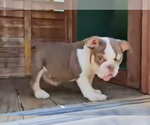 Small #8 English Bulldog